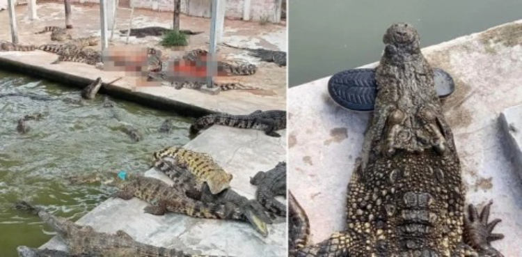 خونخوار مگرمچھوں نے اپنے ہی مالک کی جان لے