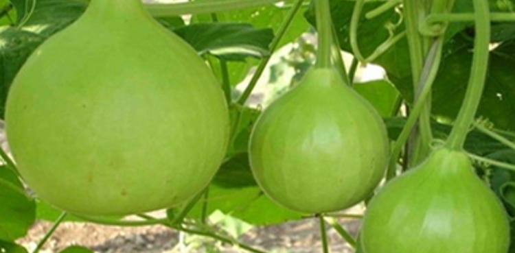 کدو سبزی صحت پر اثرات