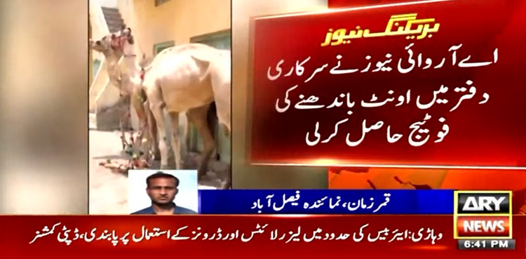 (ن) لیگی رہنما نے سرکاری دفتر میں اونٹ باندھ دیے