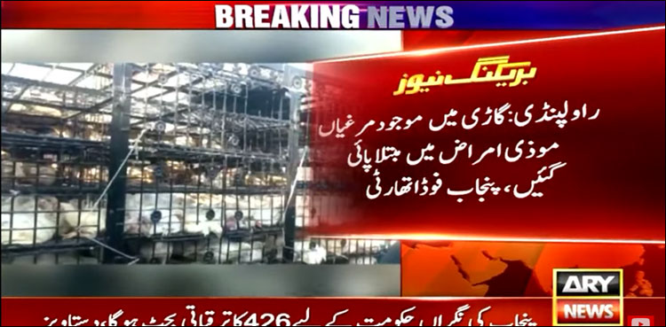 فوڈ سیفٹی ٹیم نے بیمار اور مردہ مرغیوں سے بھری گاڑی پکڑ لی