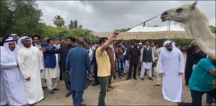 گورنر ہاؤس میں 100 اونٹوں کی قربانی کا سلسلہ شروع