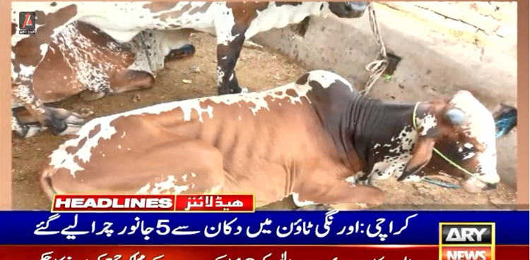 کراچی میں ملزمان 8 لاکھ روپے مالیت کے قربانی کے جانور چوری کرکے فرار
