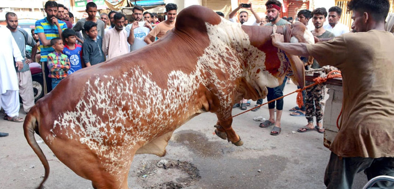 مہنگائی نے سنت ابراہیمی کی ادائیگی بھی مشکل بنا دی