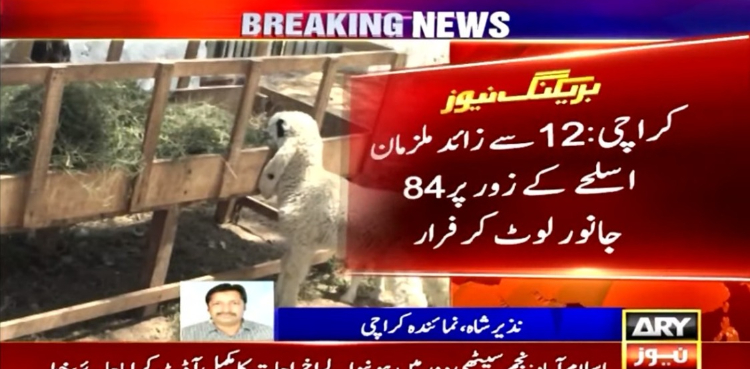 اسلحے کے زور پر ڈاکو 84 جانور لوٹ کر فرار