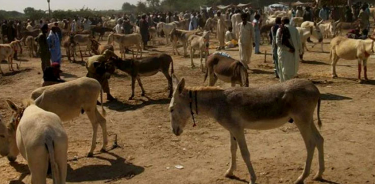 چین کو گدھوں کی کھالیں برآمد کرنے کے سلسلے میں اہم پیش رفت