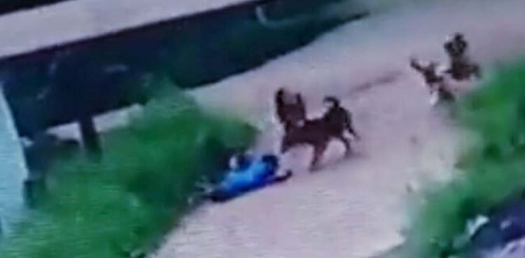 آوارہ کتے نے ایک ہی خاندان کے 7 افراد کو کاٹ لیا