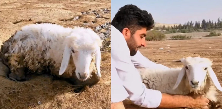 بھیڑ