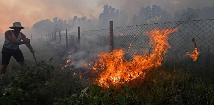 شمالی افریقا میں گرمی سے الجزائر کے جنگلات میں آتشزدگی، 34 افراد ہلاک، درجنوں جھلس گئے