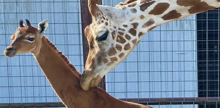 زرافہ