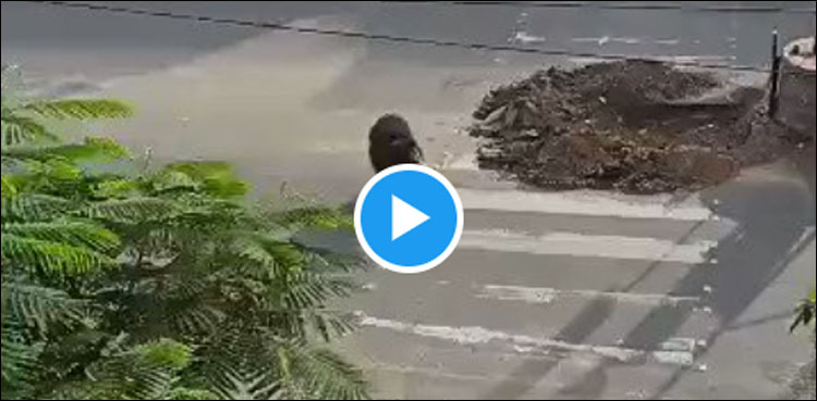 سڑک پر ریچھ کو بھاگتے دیکھ کر لوگوں کے اوسان خطا ہو گئے، ویڈیو وائرل