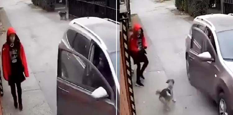 کتے نے لڑکی کو بچالیا