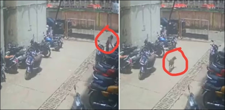 میری بلی کا پیچھا کیوں‌ کیا؟ خاتون نے کتے پر تیزاب پھینک دیا، دل دہلا دینے والی فوٹیج