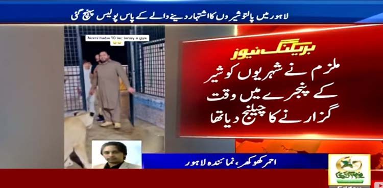 شیروں کی تشہیر