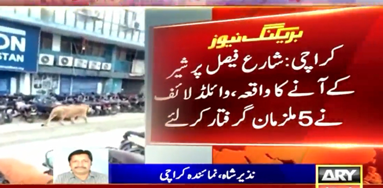 کراچی شیر واقعہ