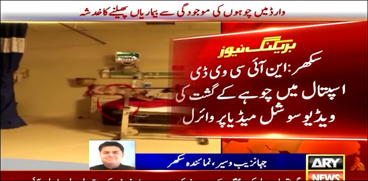 سکھر کے این آئی سی وی ڈی میں چوہا مریض کے بستر میں گھسنے کی ویڈیو وائرل