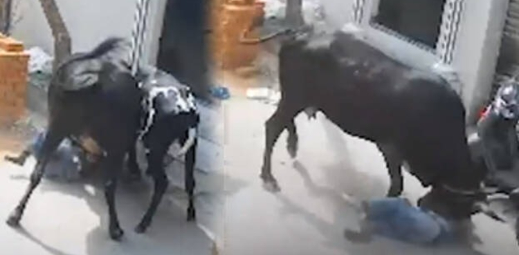 اسکول سے واپس گھر جاتی کمسن بچی پر گائے کا وحشیانہ حملہ، دل دہلا دینے والی ویڈیو