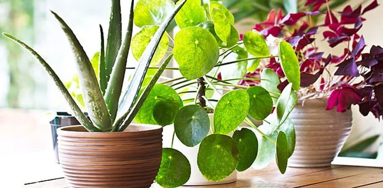 سائنسدانوں نے پودوں سے بات کرنے کا طریقہ ڈھونڈ لیا