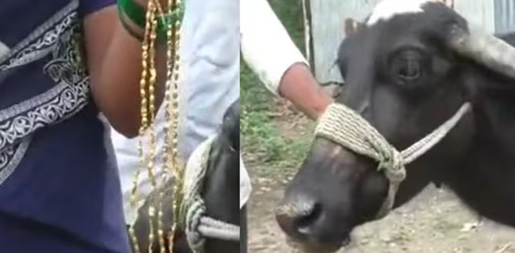 بھینس خاتون کا منگل سوتر نگل گئی