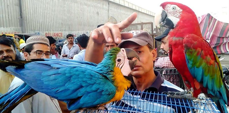 پرندے پالنے کا شوق : منافع بخش کاروبار
