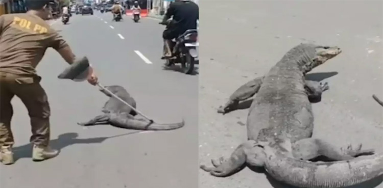 کوموڈو ڈریگن چھپکلی بیچ سڑک پر آگئی پھر کیا ہوا؟ خوفناک ویڈیو