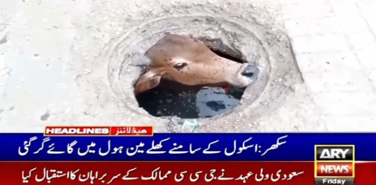 ویڈیو: انتظامیہ کی نااہلی، مین ہول میں گائے گر گئی