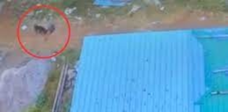 آوارہ کتے کا معصوم بچے پر وحشیانہ حملہ، دل دہلا دینے والی فوٹیج