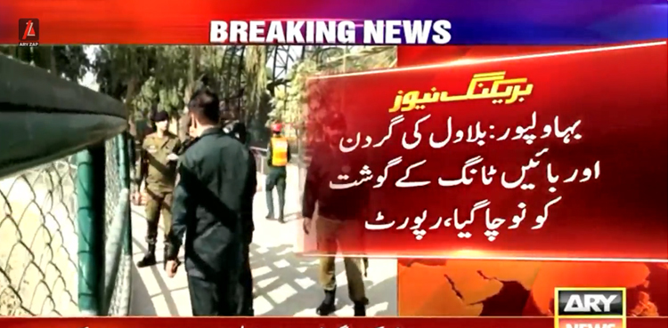 چڑیا گھر نوجوان