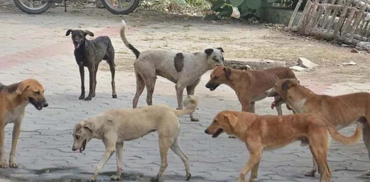 21 آوارہ کتوں کی موت نے پولیس کو چکرا کر رکھ دیا