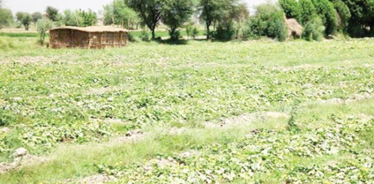 سندھ کی زمینوں پر قبضہ کے خاتمے کے لیے بڑا اقدام