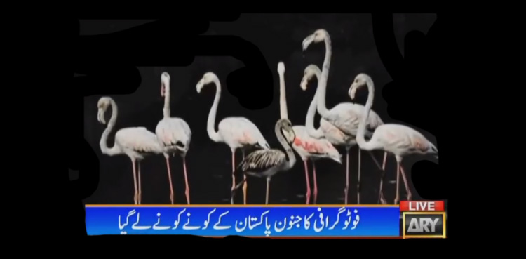 پرندے