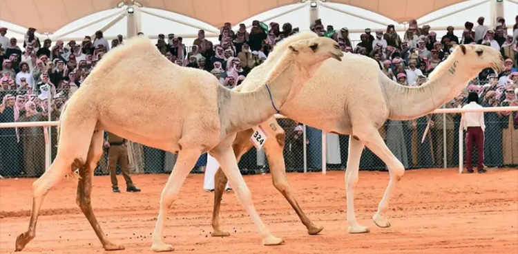 اونٹ