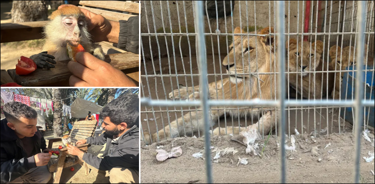 انسان تو انسان غزہ میں شیر بھی سوکھی روٹی کھانے پر مجبور ہو گئے
