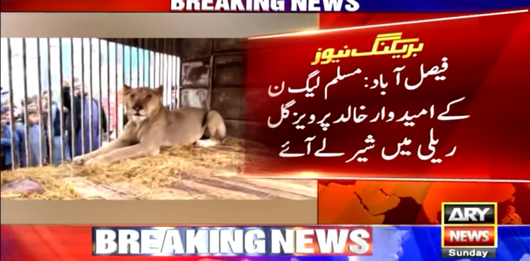 ویڈیو: مسلم لیگ ن کے امیدوار ریلی میں شیر لیکر آگئے
