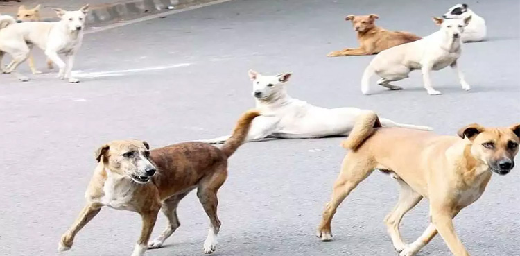 ملک بھر میں  آوارہ کتوں کے کاٹنے کے واقعات میں اضافہ