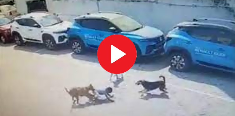 آوارہ کتے کا معصوم بچے پر حملہ، ویڈیو وائرل