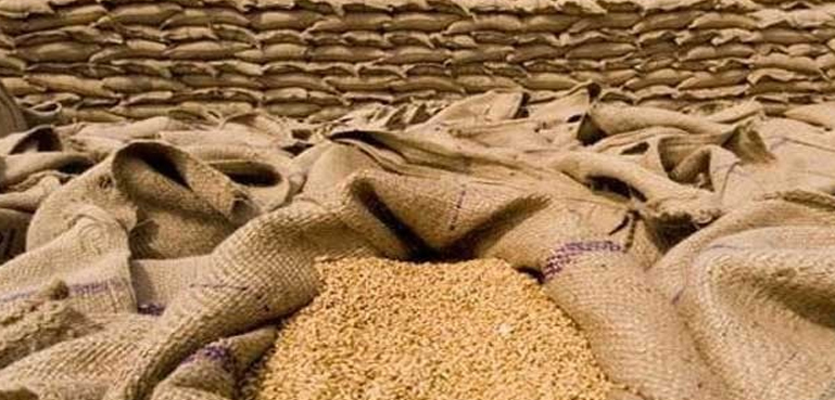 سندھ میں ہزاروں من سرکاری گندم کو دیمک لگ گئی