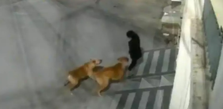 آوارہ کتوں کا گھر کے سامنے معصوم بچی پر حملہ، دردناک مناظر