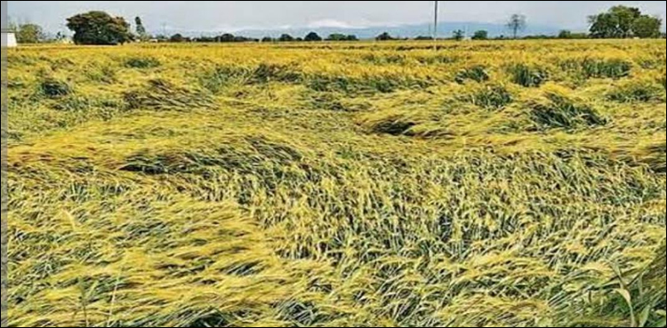 غیر متوقع بارشیں، سیلابی صورت حال، موسمیاتی اثرات مزید کیا خطرات لا رہے ہیں؟