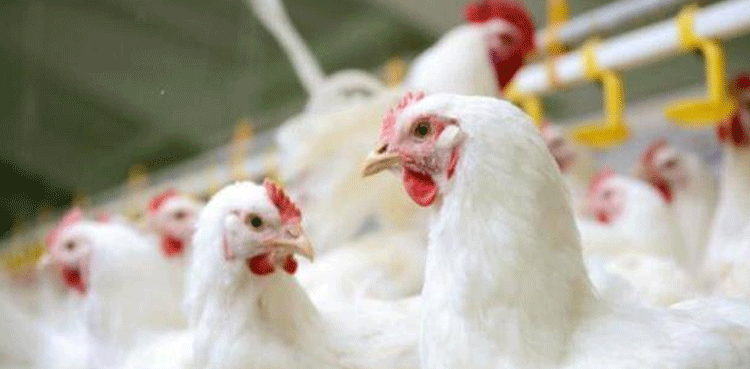 مرغی کی قیمتوں میں اضافہ،  بڑی پابندی عائد کردی گئی