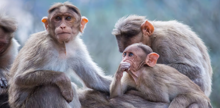 32 بندروں کی موت کیسے ہوئی؟ پوسٹ مارٹم رپورٹ میں ہوشربا انکشاف