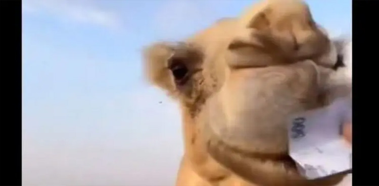 اونٹ