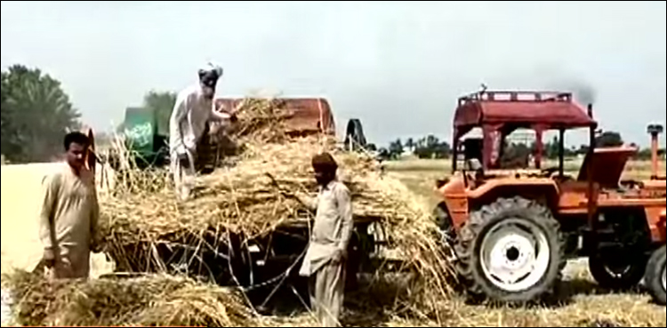 کسانوں کو سبسڈی دینے پر متذبذب پنجاب حکومت گندم کیوں خرید نہیں رہی، حیران کن انکشاف
