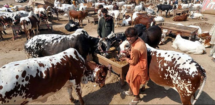 مویشی منڈی میں کیش کے بجائے ڈیجیٹل ادائیگی، مگر کیسے؟