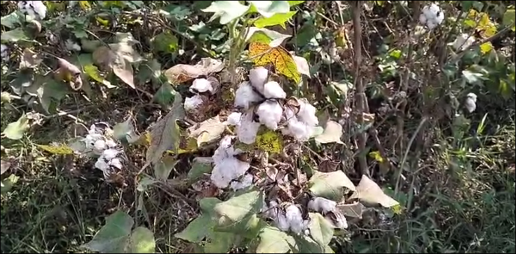 روئی کی قیمتوں میں بھی بڑا اضافہ