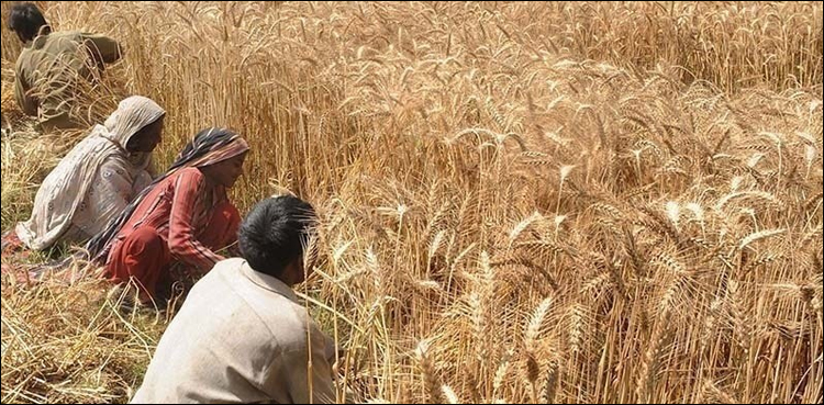 گندم خریداری، خیبر پختونخوا حکومت کا کسانوں کے لیے بڑا اعلان