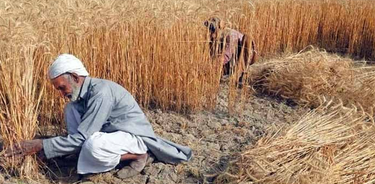گندم کو اسپرے کرنے کے بعد یہ غلطی نہ کریں، کاشتکاروں کے لئے اہم ہدایت