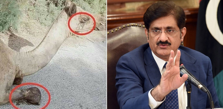 وزیر اعلیٰ سندھ نے اونٹ کی ٹانگ کاٹنے کے واقعے کا نوٹس لے لیا