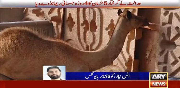 سانگھڑ میں اونٹنی کی ٹانگ کاٹنے والے ملزمان نے اعتراف جرم کرلیا