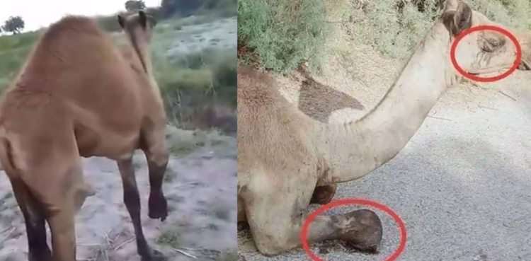 سانگھڑ : کھیت میں گھسنے پر وڈیرے نے اونٹ کی ٹانگ کاٹ دی ، ویڈیو وائرل