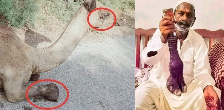 اونٹ کی ٹانگ کاٹنے کا انسانیت سوز سلوک، گورنر سندھ کا اہم اعلان